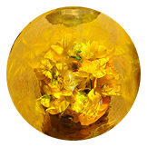 보리지오일, 달맞이종자오일