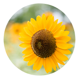 해바라기씨오일