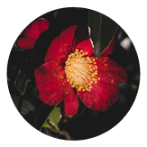 동백나무씨오일